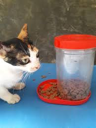 Makanan kucing persia sebenarnya sama saja dengan jenis makanan untuk kucing pada umumnya. Dispenser Food Kucing Animals And Pets Pets Animals