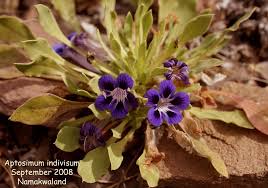 Image result for Aptosimum