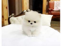 Check spelling or type a new query. Teacup Pomeranian For Sale Uae Novocom Top