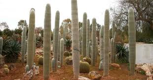 We visit a az cactus nursery and the manager shows us her saguaro cactus. Old Man Cactus Care Growing Cephalocereus Senilis How To
