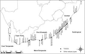 Image result for Zostera capensis