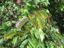 Image result for Congolanthus longidens