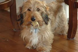 Dachshund Rare Long Hair Soft Wire Gorgeous I Ve Got One Of These He S Black Named Bear Wire Haired Dachshund Dachshund Love Beloved Dog