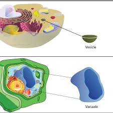 Do animal cells have vacuoles and vesicles. Vesicles Vacuole Vesiclesl Twitter