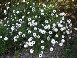Buy african daisy online from garden crossings online garden center. Osteospermum Fruticosum African Daisies Front Yard Landscaping Yard Landscaping