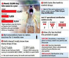 Symptoms of rabies in a dog after an incubation period of between 3 and 8 weeks the dog starts to manifest symptoms of the disease. 1 000 People At Delhi S Rml For Anti Rabies Shot Here S Why Delhi News Times Of India