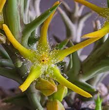 Image result for Orbea rogersii