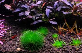 Image result for Eriocaulon angustibracteatum