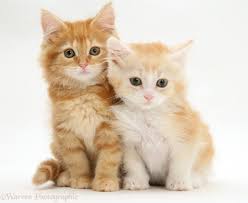 Ross to give the domestic kittens a physical examination, their initial vaccination, a feline leukemia/aids blood test for. Ginger Maine Coon Kittens Photo Wp21924