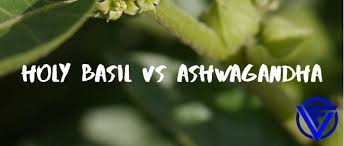 It also helps to combat cancer, anxiety, stress, inflammation, improves fertility levels in men and increases muscle strength. Holy Basil Vs Ashwagandha Which One Should You Take