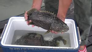 Founded in 1986, huon has grown to become second largest salmon producer in the state, after asx listed tassal, it employs 487 tasmanians and produces 25,000 tonnes of salmon annually. High Impact Modern Farming Company In Malaysia Hi Res Video Youtube