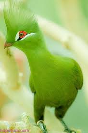 صور حيوانات 2018 خلفيات حيوانات جميلة وصور اجمل الحيوانات Colorful Birds Beautiful Birds Weird Animals