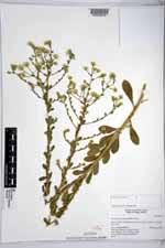 Image result for Pseudoconyza viscosa