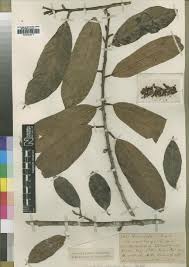 Image result for Vitellariopsis