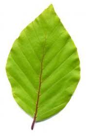 Blatt Von Fagus Sylvatica Gemeine Buche Baum Fotografie Laubbaum Baum