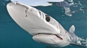 Though shark is a carnivorous fish whose main diet is meat this does not make it is haram (impermissible) to eat. Canada Becomes The First G20 Country To Ban Shark Fin Trade Bbc News