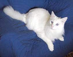 Top Cat Breeds Turkish Angora With Blue And Amber Eyes Angora Cats Turkish Angora Cat Cat Colors