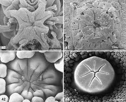 Image result for Napoleonaea gossweileri