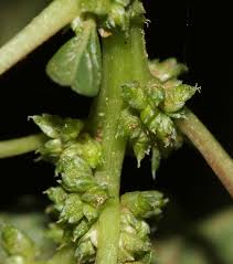 Image result for Amaranthus blitum