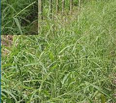 Image result for Coelorachis