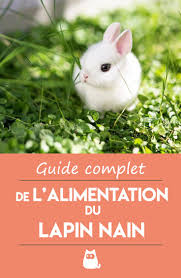 Alimentation Du Lapin Nain Guide Complet Lapin Nain Lapin Alimentation Lapin
