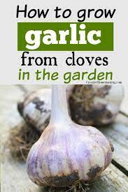 Tips For Growing Garlic Growing Garlic Growing Garlic From Cloves When To Harvest Garlic
