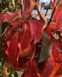 Image result for Pycreus permutatus