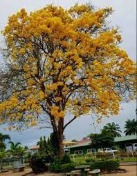 Tabebuia Aurea Carribean Trumpet 12 Pieces In 2021 Tropical Plants Plants Carribean