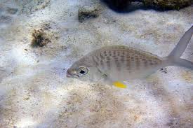 Fish, mojarra, longear sunfish, lepomis megalotis, rio grande cichlid. The Yellowfin Mojarra Whats That Fish