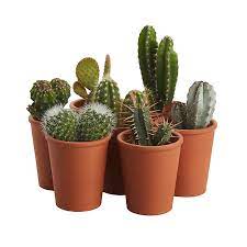 Subscribe weekly email newsletter for online. Cactus Cactus In 5 5cm Pot Diy At B Q