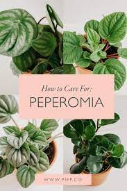 Plant Care Peperomia In 2021 Plant Care Houseplant Peperomia Plant Plants