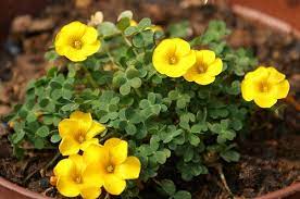 Pin On Oxalis