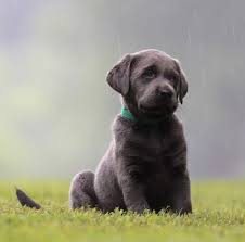 Silver Labrador Retrievers For Sale Silver Lab Puppies Charcoal Labs Silver Lab Puppies Silver Labs N Stuff Tennessee Labrador Retriever Lab Puppies Labrador