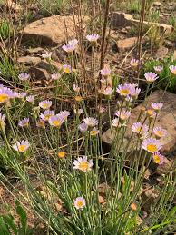 Image result for Trichodesma physaloides