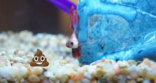 Watch their life evolve from courtship, eggs, fry to adulthood in this glittering video. Do Betta Fish Poop Bettafish Org