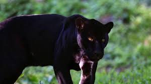 Morreu em los angeles, na califórnia, o ator chadwick boseman, o astro de pantera negra no cinema. Alertan De La Presencia De Una Pantera Negra En Un Pueblo De Granada