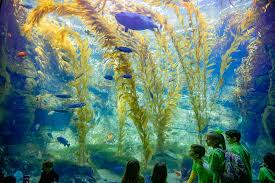 Birch Aquarium At Scripps Institution Of Oceanography The Oceans Deserve Our Respect And Care But You Have To Know Something Before You Can Care About It Sylvia Earle Come Learn A Birch Aquarium Ocean Aquarium