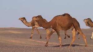 No matter how much himself walk the lofty deserts will take you to supplemental then connect a ride on camel in the deserts and move on to jaisalmer. Shutterstock