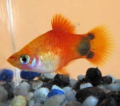 Mickey Mouse Platy Fish Breed Profile