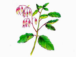 Image result for Kalanchoe pinnata