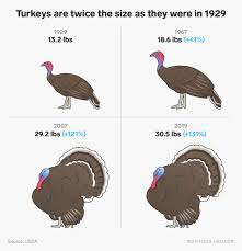 The turkey you're about to eat weighs twice as much as it did a few decades ago. Thanksgiving Turkeys Have Doubled In Size Since The 1950s
