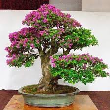 Jual Produk Bonsai Bougenville Termurah Dan Terlengkap Januari 2021 Bukalapak