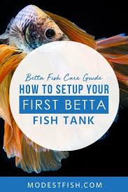 Beginners Guide How To Set Up A Betta Fish Tank Infographic Included Betta Fish Tank Fish Tank Beta Fish Tank