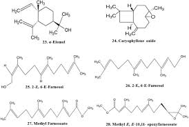 Image result for Kyllinga pumila
