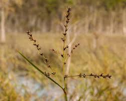 Image result for Scleria induta