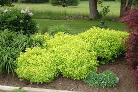 Pin By Bergman Nurseries On Sun Worshippers Landscape Design Garden Shrubs Front Yard Landscaping