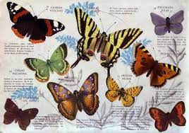 Yo Fui A Egb Los Anos 60 S Y 70 S Albumes Y Colecciones De Cromos De Los Anos 70 Primera Parte Yofuiaegb Yo Fui A Egb R Cromos Coleccion De Cromos Mariposas