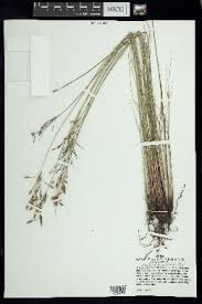 Image result for Fimbristylis scabrida
