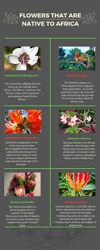 Maybe you would like to learn more about one of these? Flowers That Are Native To Africa With Pictures A Complete List