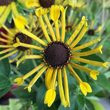Henry eilers in a wild population of r. Sonnenhut Henry Eilers Rudbeckia Subtomentosa Henry Eilers